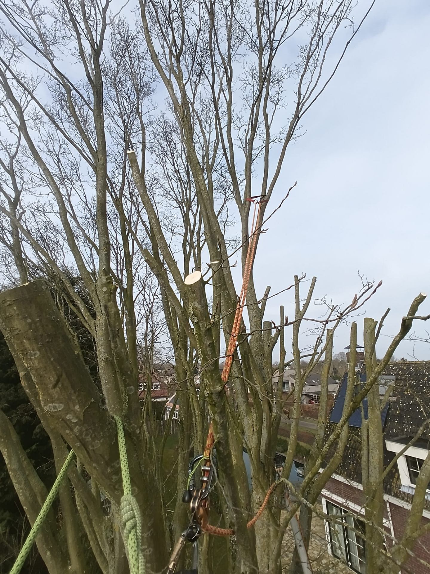 Boomverzorger hoog in eik aan het werk met kettingzaag